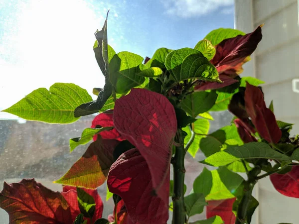 Hermosa Flor Ventana Hojas Grandes Verdes Flores Rojas —  Fotos de Stock