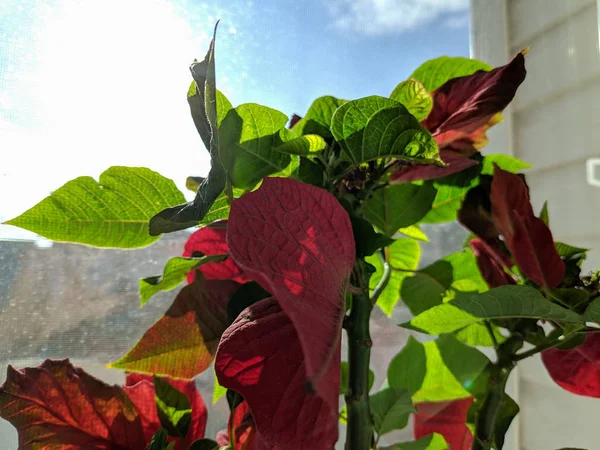 Vacker Blomma Fönster Stora Blad Och Röda Blommor — Stockfoto