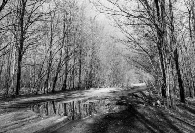 siyah beyaz manzara, Bahar, bulutlar gökyüzünde ve orman