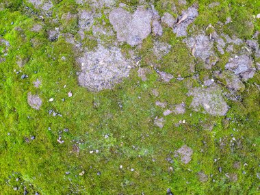 yeşil yosun doku, yeşil arka plan,