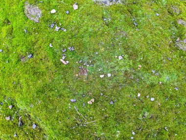 yeşil yosun doku, yeşil arka plan,