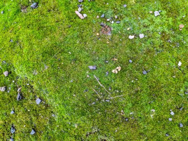 yeşil yosun doku, yeşil arka plan,