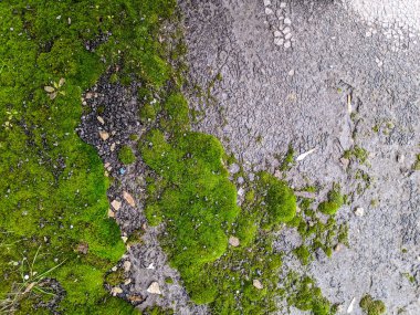 yeşil yosun doku, yeşil arka plan,