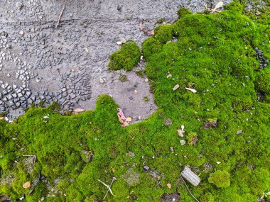 yeşil yosun doku, yeşil arka plan,