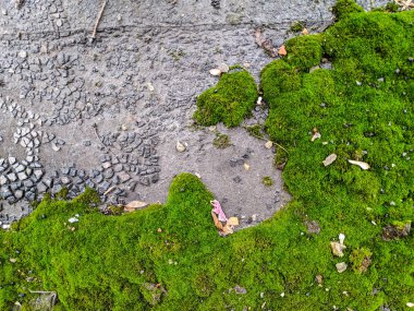 yeşil yosun doku, yeşil arka plan,
