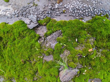 yeşil yosun doku, yeşil arka plan,