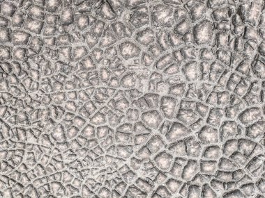 gri arka plan, timsah derisi,