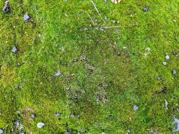Зеленый Мох Текстура Зеленый Фон — стоковое фото