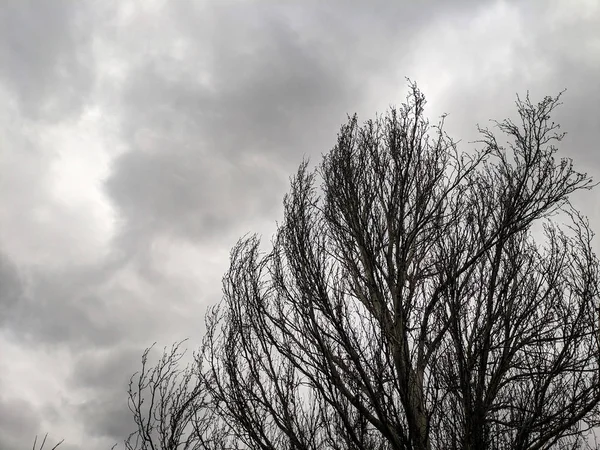 Arbres Contre Ciel Ciel Nuageux Nuages Avant Tempête Branches Arbres — Photo