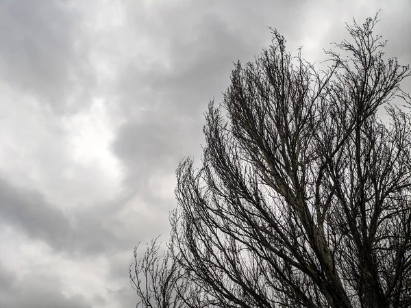 Gałęzie Drzewa Drzew Przed Zachmurzone Niebo Niebo Chmury Przed Burzą — Zdjęcie stockowe