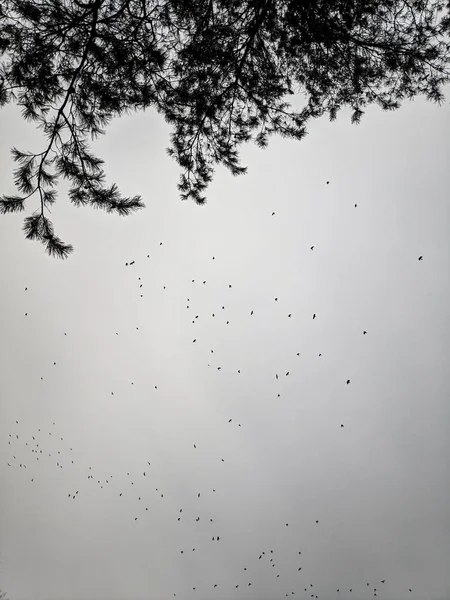 Gregge Uccelli Contro Cielo Rami Albero Contro Cielo — Foto Stock