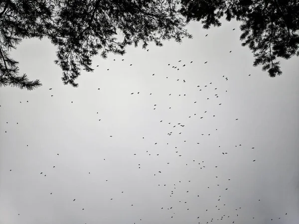 Stormo Uccelli Sullo Sfondo Del Cielo Nuvoloso Rami Albero Sullo — Foto Stock