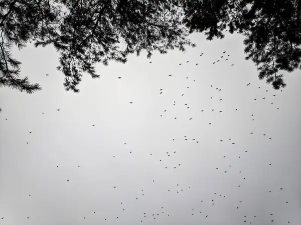flock of birds on the background of the cloudy sky, tree branches on the background of the sky