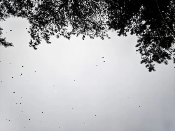 Stormo Uccelli Sullo Sfondo Del Cielo Nuvoloso Rami Albero Sullo — Foto Stock