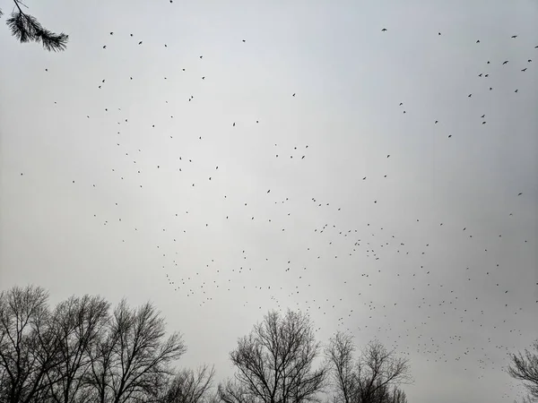 Stormo Uccelli Sullo Sfondo Del Cielo Nuvoloso Rami Albero Sullo — Foto Stock