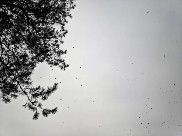 Stormo Uccelli Sullo Sfondo Del Cielo Nuvoloso Rami Albero Sullo — Foto Stock