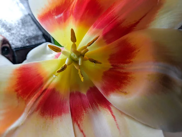 Gros Plan Tulipe Pétales Fleurs Pistils Étamines Belle Fleur — Photo