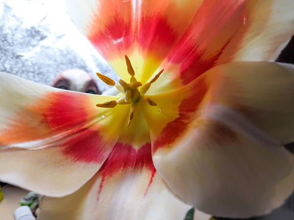 Gros Plan Tulipe Pétales Fleurs Pistils Étamines Belle Fleur — Photo