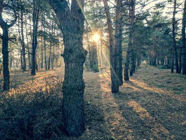 Frühlingslandschaft Wald Sonnenstrahlen Zwischen Den Bäumen Sonne Wald — Stockfoto