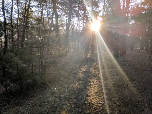 Spring Landscape Forest Sun Rays Trees Sun Forest — Stock Photo, Image