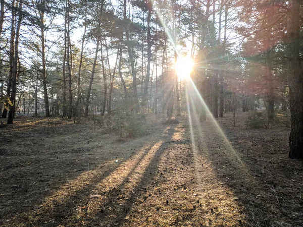 Paysage Printanier Dans Forêt Rayons Soleil Entre Les Arbres Soleil — Photo