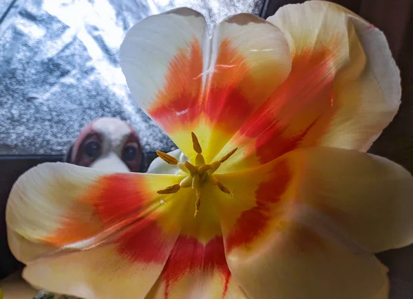 Close Tulipa Pétalas Flores Pistilos Estames Bela Flor — Fotografia de Stock
