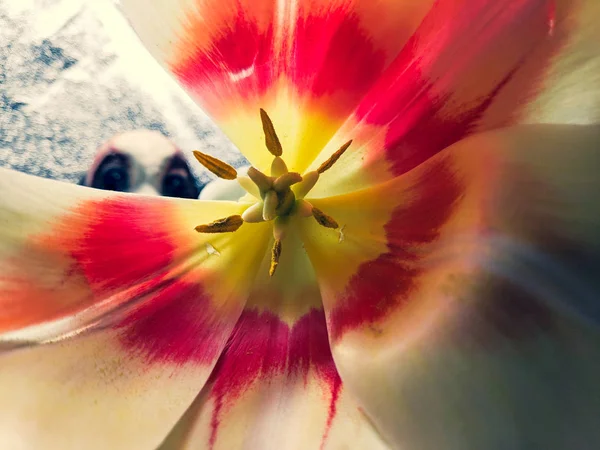 Gros Plan Tulipe Pétales Fleurs Pistils Étamines Belle Fleur — Photo