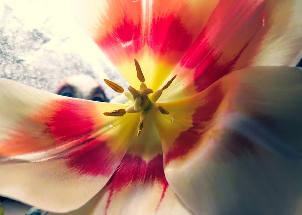 Gros Plan Tulipe Pétales Fleurs Pistils Étamines Belle Fleur — Photo