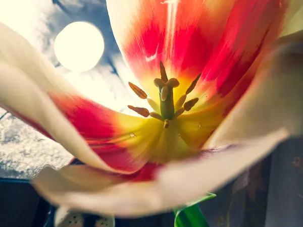 Gros Plan Tulipe Pétales Fleurs Pistils Étamines Belle Fleur — Photo