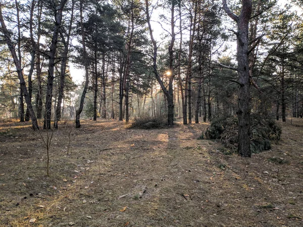 Lente Landschap Het Bos Stralen Van Zon Tussen Bomen Zon — Stockfoto