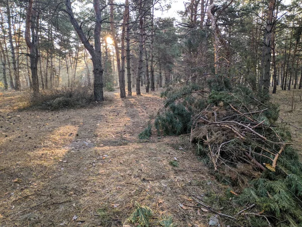 Våren Landskap Skogen Solens Strålar Mellan Träden Solen Skogen — Stockfoto