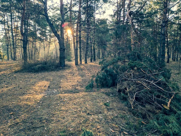 Paisaje Primaveral Bosque Los Rayos Del Sol Entre Los Árboles — Foto de Stock