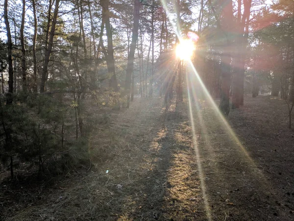 森の中の太陽の日差しに春の風景 — ストック写真