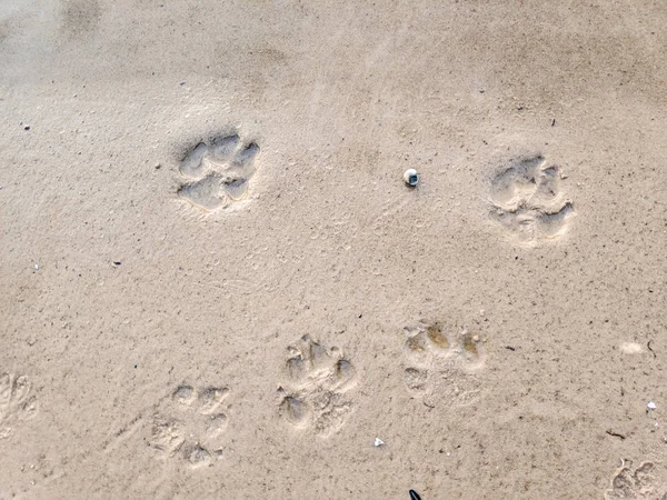 footprints on the sand, dog and wolf tracks, yellow sand near the water and footprints