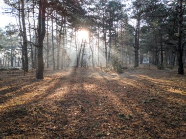 ormanda, güneş sabah sis ilkbaharda, çam ağaçları ile ışınlarının manzara,