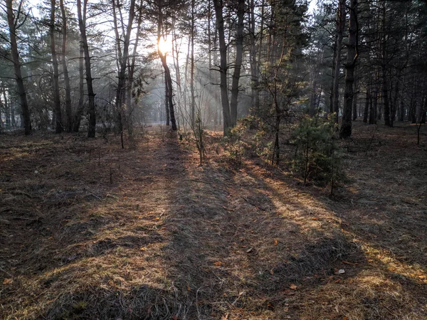 Landschaft Wald Die Sonnenstrahlen Durch Die Bäume Der Morgennebel Frühling — Stockfoto