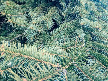 Noel ağacı, iğneler, mavi Ladin güzel dalları doku