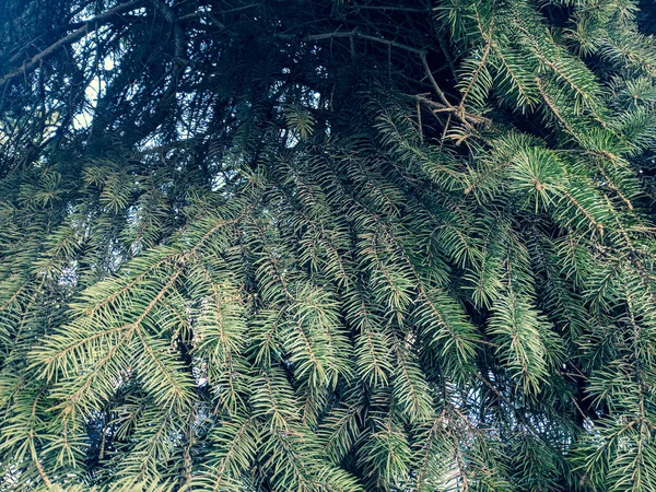 Textura Vánoční Stromeček Krásné Větve Jehel Smrk Pichlavý — Stock fotografie