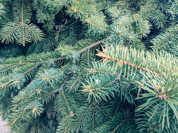 Textuur Van Kerstboom Mooie Takken Van Naalden Blauwe Spar — Stockfoto