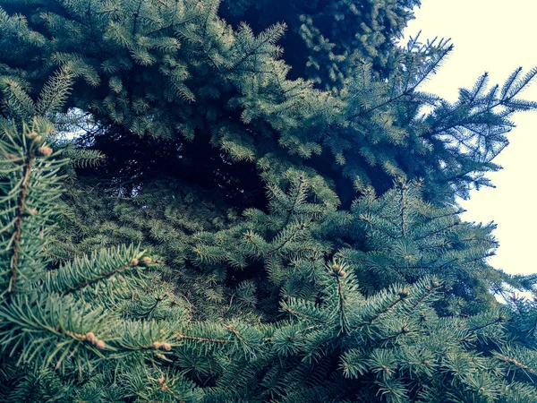 Texture Sapin Noël Belles Branches Aiguilles Épicéa Bleu — Photo