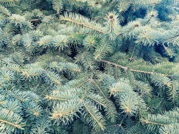 Texture Christmas Tree Beautiful Branches Needles Blue Spruce — Stock Photo, Image