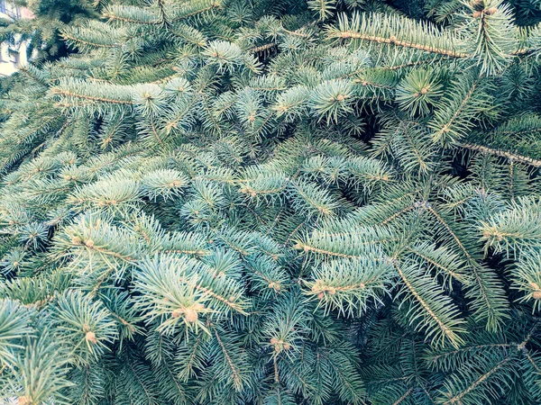 Textura Árvore Natal Belos Ramos Agulhas Abeto Azul — Fotografia de Stock