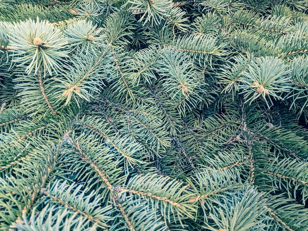 Υφή Του Χριστουγεννιάτικου Δέντρου Όμορφα Κλαδιά Βελόνες Μπλε Ερυθρελάτη — Φωτογραφία Αρχείου