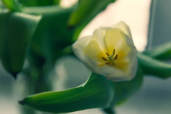 Belle Fleur Sur Rebord Fenêtre Tulipe Pétales Fleurs — Photo