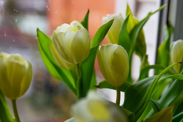 Piękny Bukiet Kwiatów Tulipana Parapecie — Zdjęcie stockowe