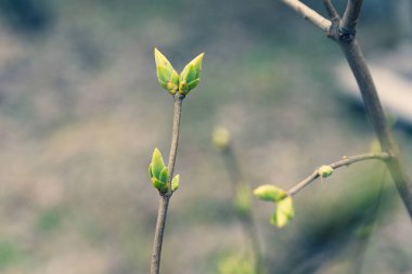 ağaç dalları üzerinde ilk yeşil yaprakları, baharda ağaç yaprakları 