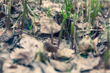 yeşil çim doku, bahar çim, yeşil duvar kağıdı, ilk bahar çim