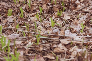 yeşil çim doku, bahar çim, yeşil duvar kağıdı, ilk bahar çim
