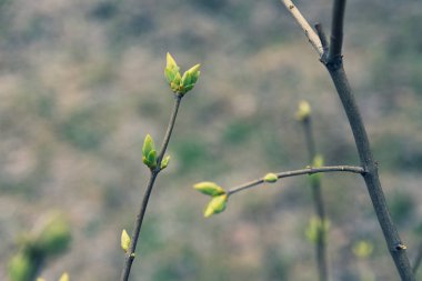 ağaç dalları üzerinde ilk yeşil yaprakları, baharda ağaç yaprakları 