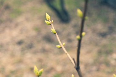 ağaç dalları üzerinde ilk yeşil yaprakları, baharda ağaç yaprakları 